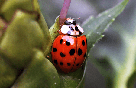 Ladybird Beetles In Dc